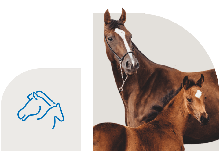 bild hoeveler sortiment supplemente zucht